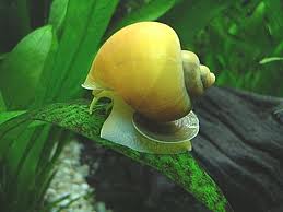 El Caracol manzana......